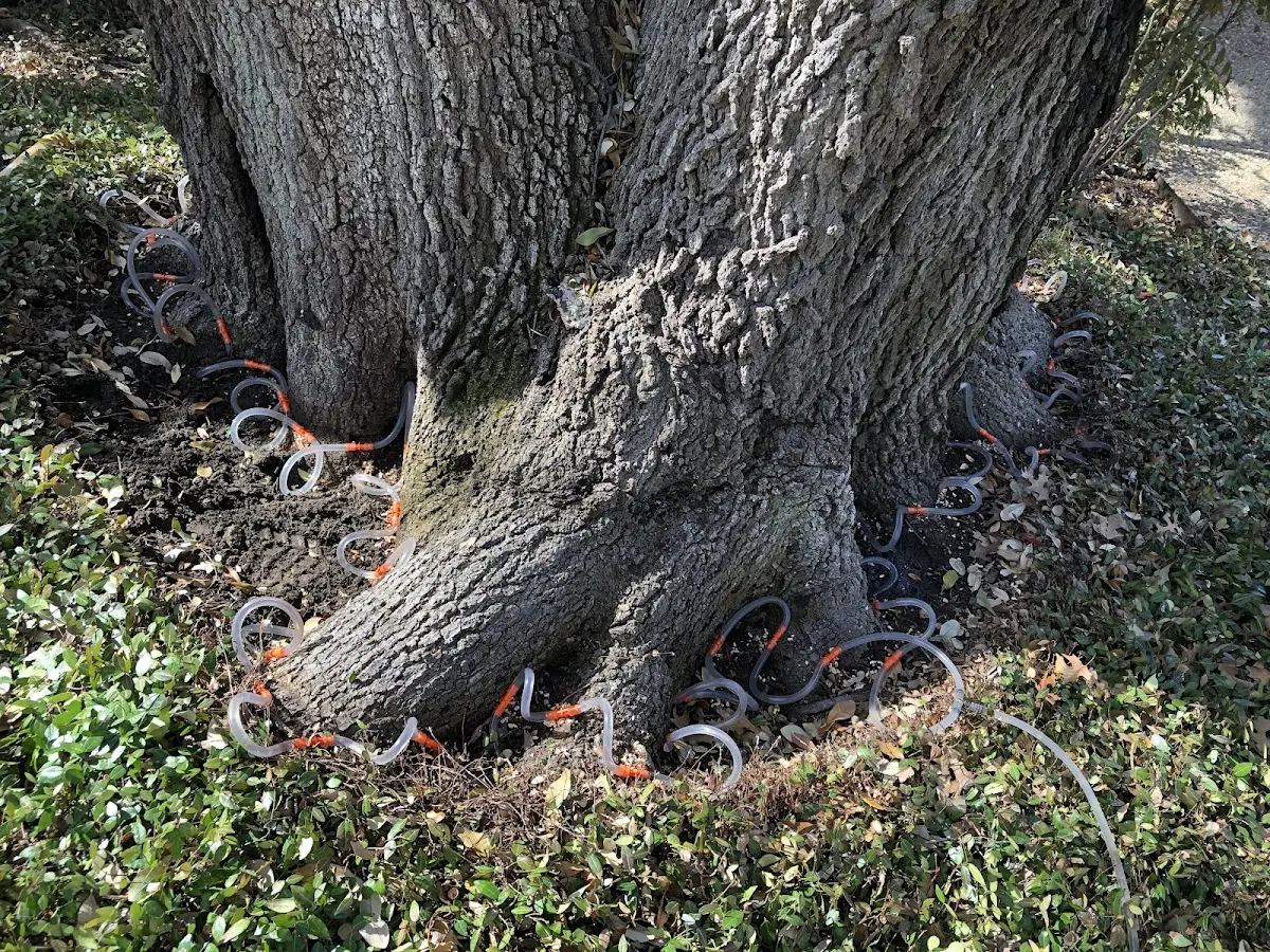 Detailed Tree Cabling and Bracing job site in York